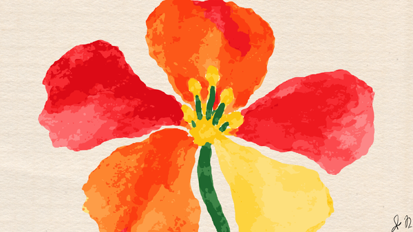 Nasturtiums
