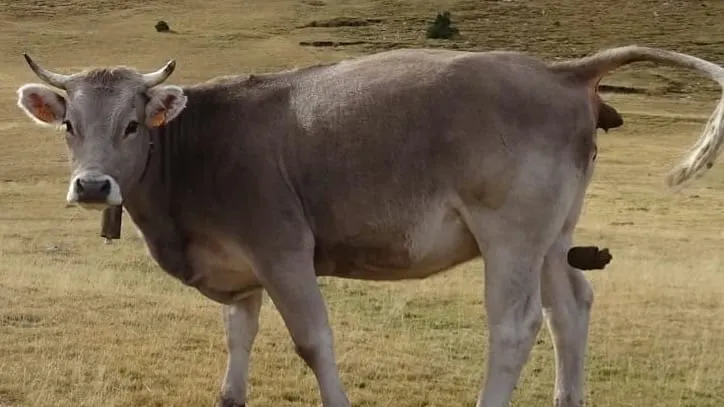 Who Flung Poo at Chantrelle?