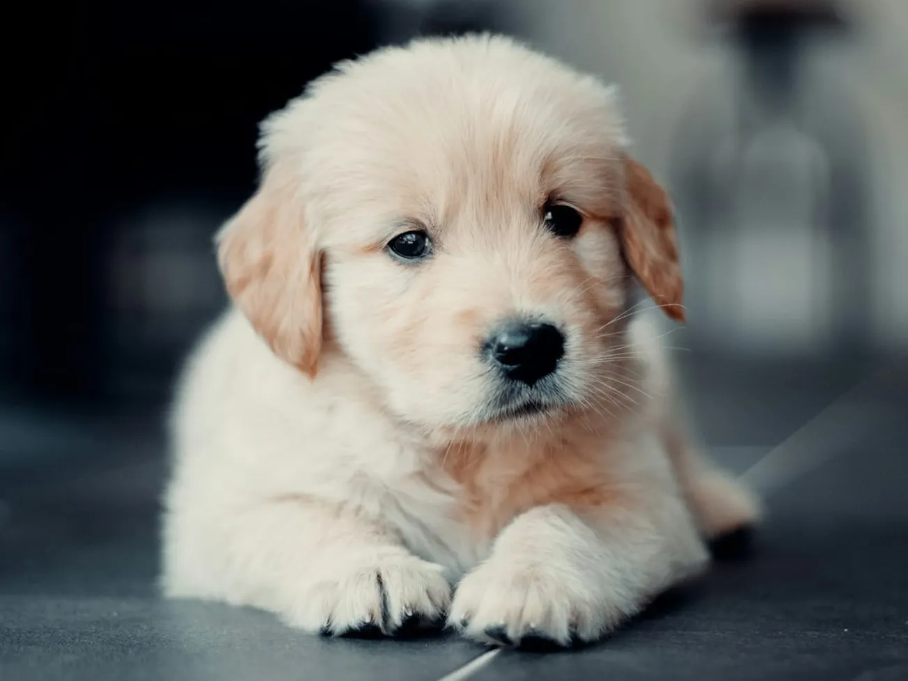 ICE Agent Shoots Puppy Over Fear of Attack, Failure to Produce Papers