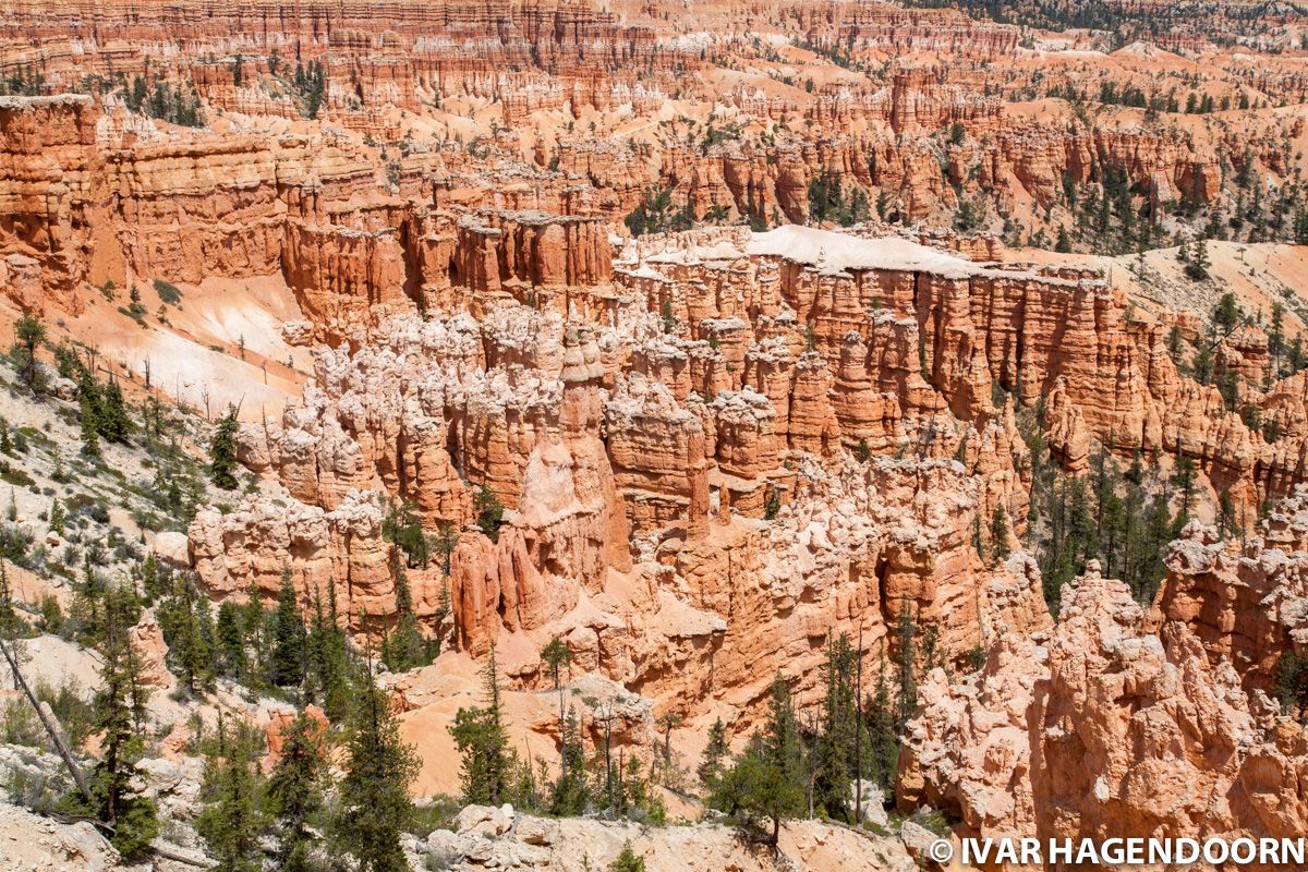 Looking down into a canyon filled with hoodoos in Bryce Canyon