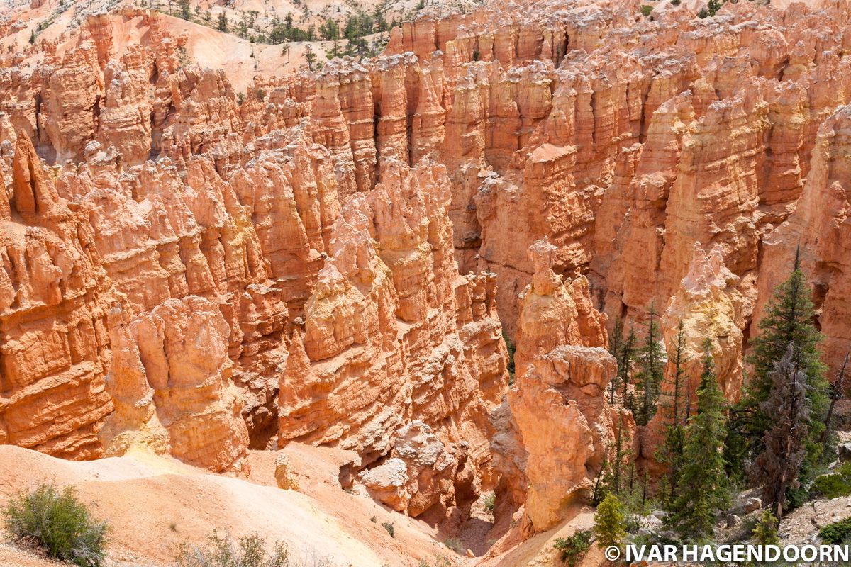 Looking down into a canyon filled with hoodoos in Bryce Canyon