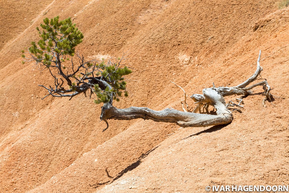 Tree in Bryce Canyon