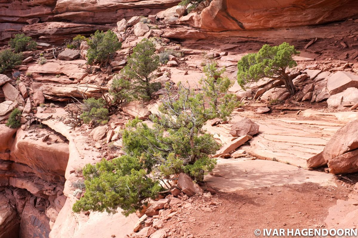 Murphy Loop Trail in Canyonlands National Park