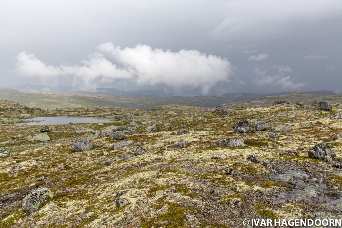Hardangervidda National Park