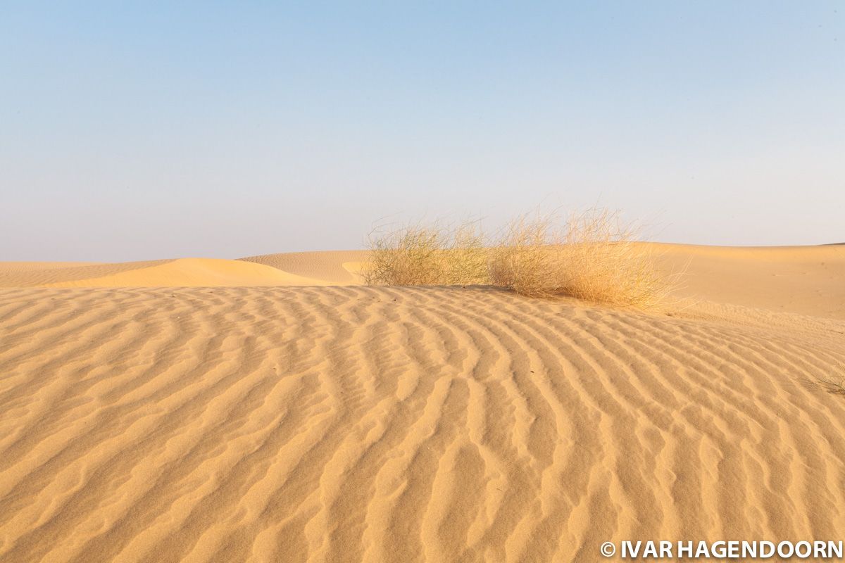 Thar Desert, India