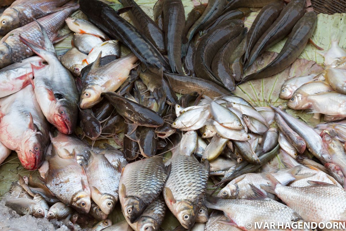 Fresh fish at the Psar Leu Market in Siem Reap, Cambodia