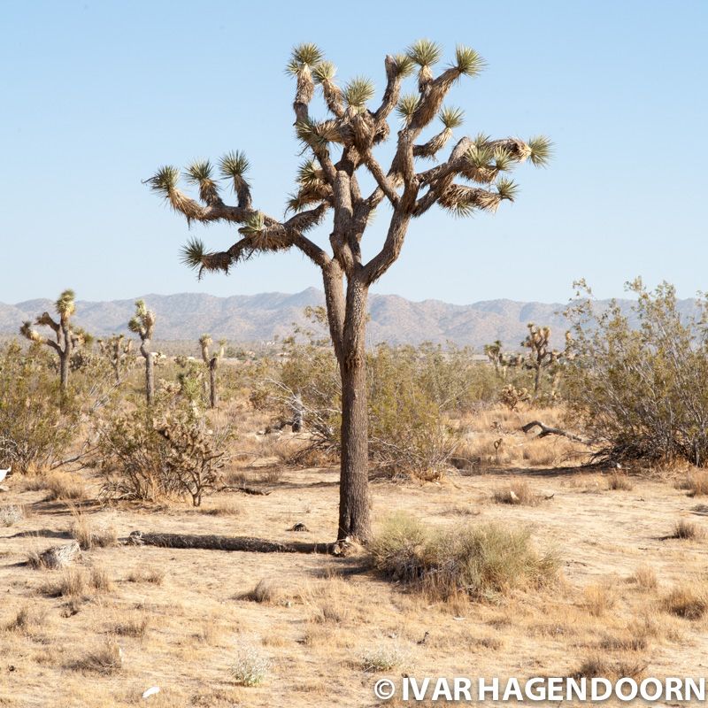 Joshua Tree