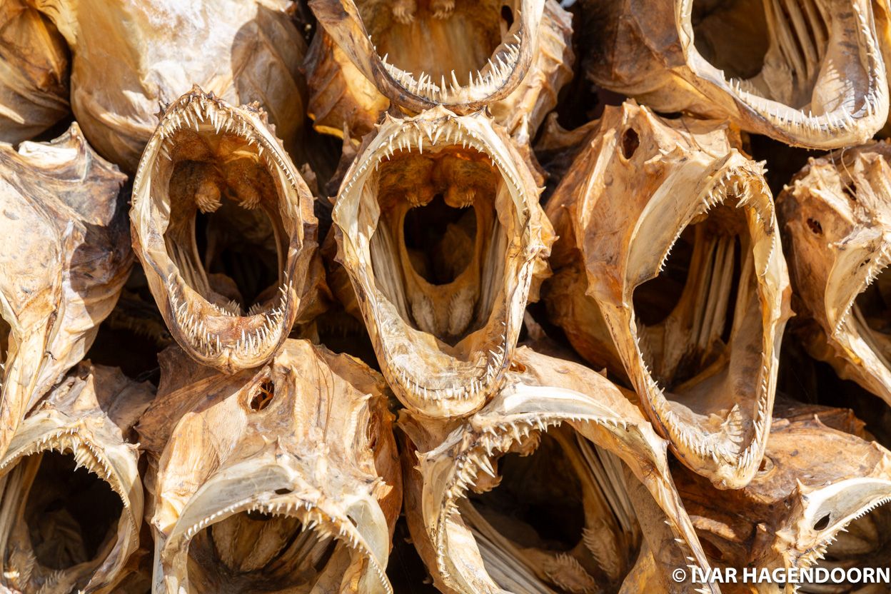 Fish skulls in Reine, Lofoten