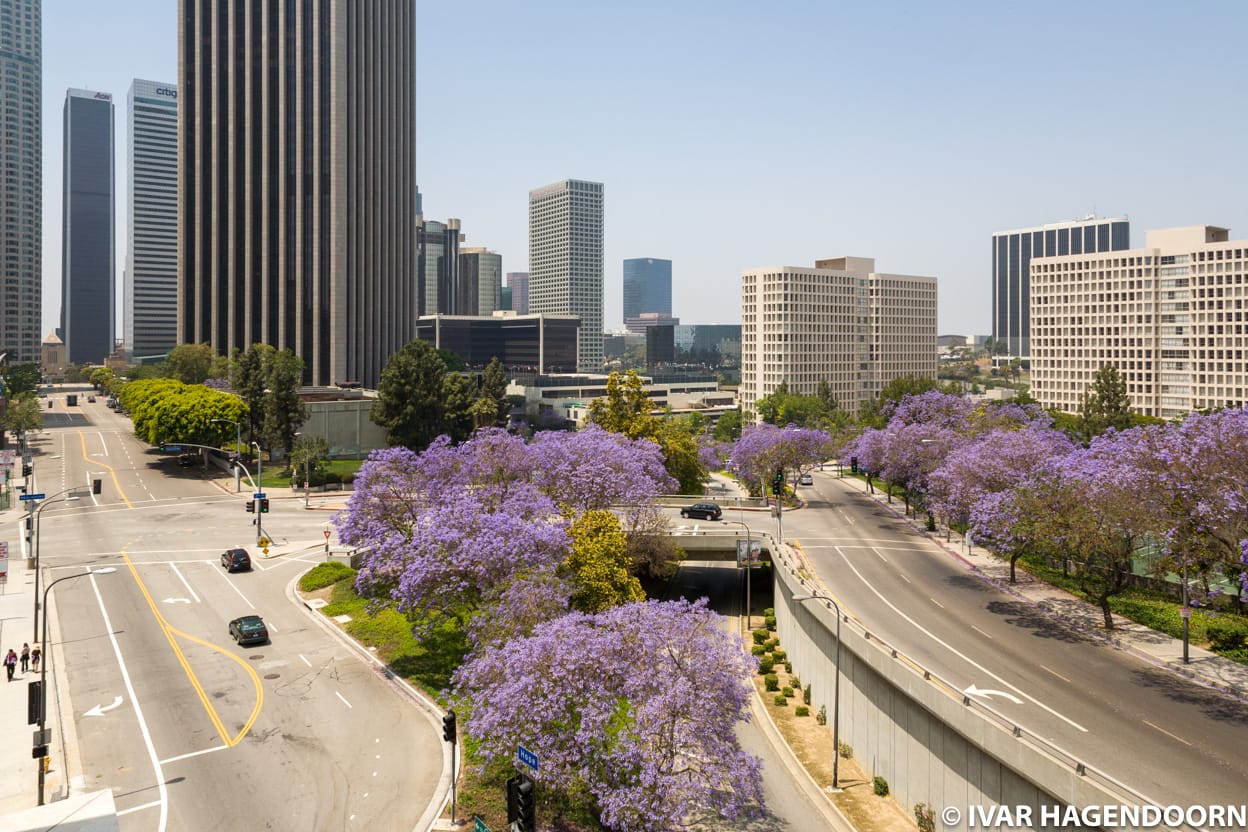 Trees in full bloom in downtown LA
