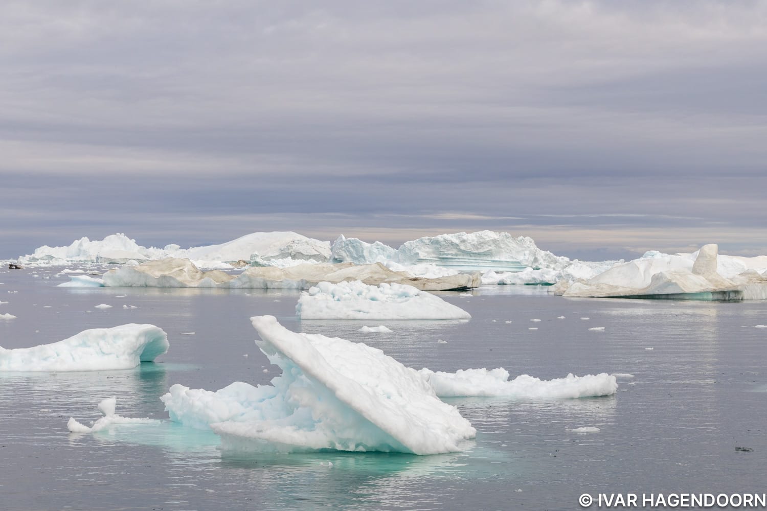 Icebergs in the Disko Bay