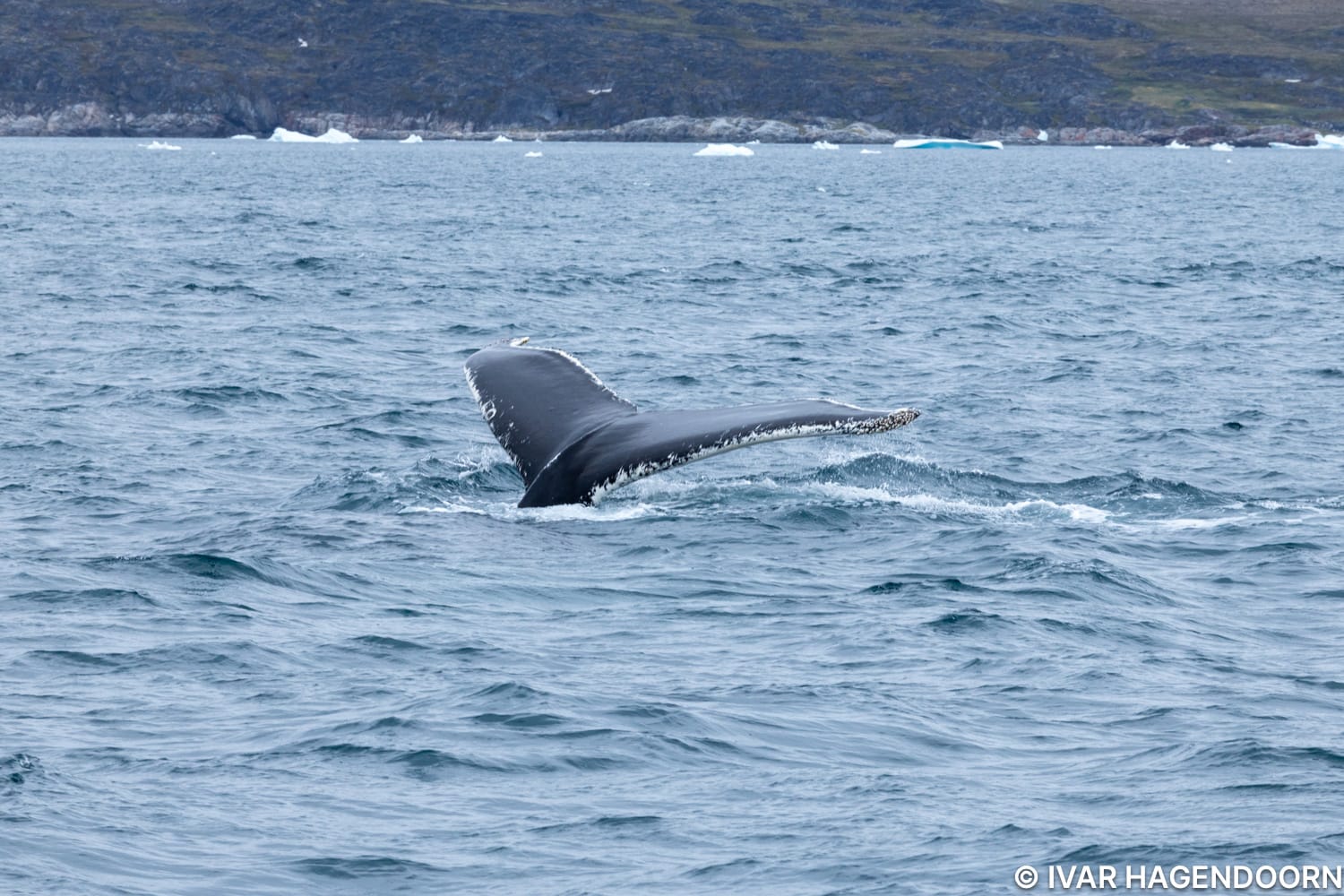 A whale in the Disko Bay