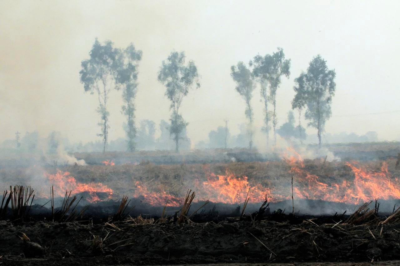 Sangrur, Punjab, 2011. Image by Alliance of Biodiversity and CIAT via Flickr