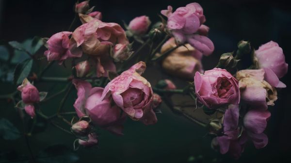Verminder je angst voor de dood met Maranasati-meditatie