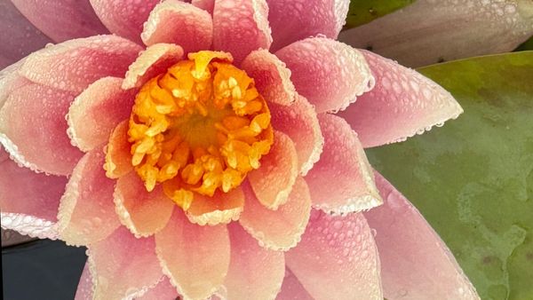 Yoga Nidra: Unlocking Deep Rest for Body and Mind