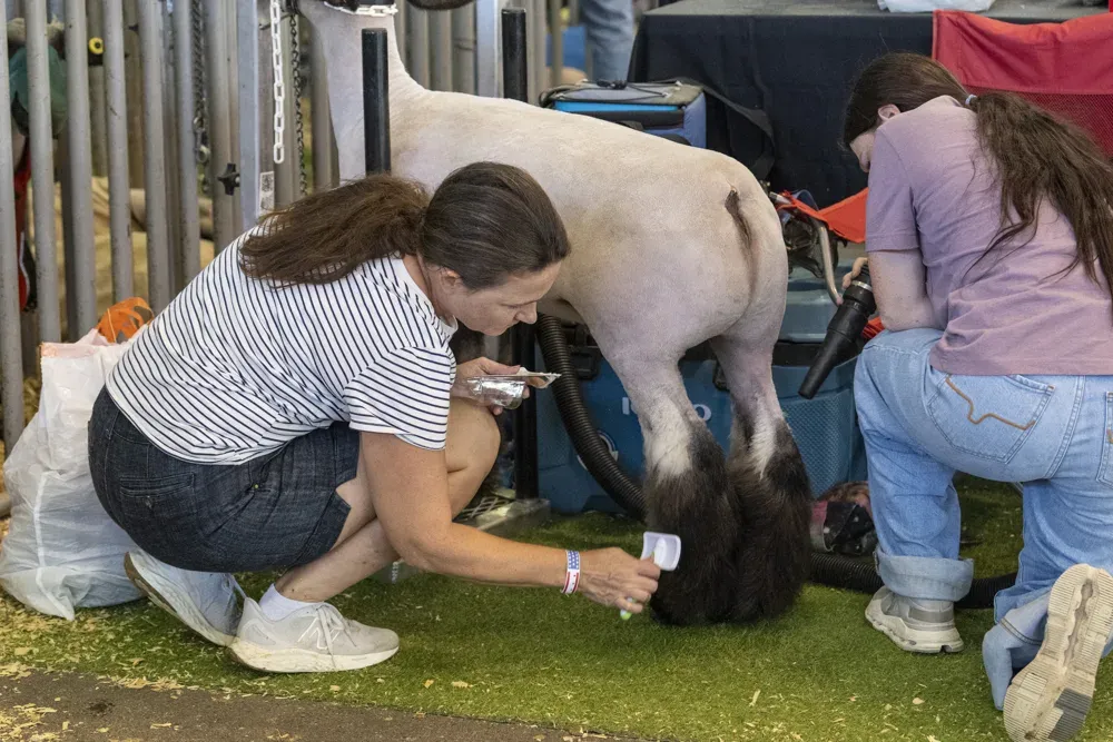 The mother of a contestant helps brush the leg hairs of a sheep during the Kansas State Fair in Hutchinson, Kan. on Sept. 13, 2026. (Dale Grosbach for Citizen Journal)