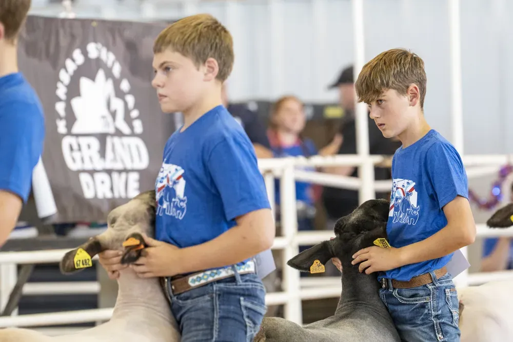 Young contestants wait with their sheep to be judged during the Kansas State Fair in Hutchinson, Kan. on Sept. 13, 2026. (Dale Grosbach for Citizen Journal)