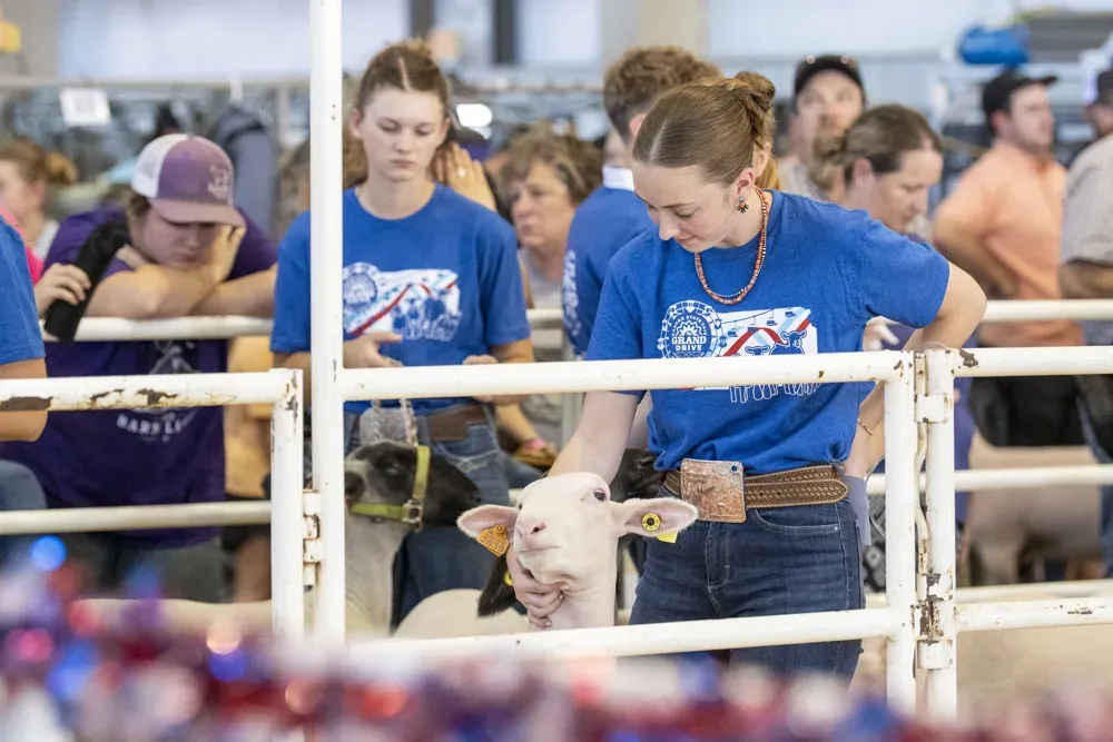Contestants hold their sheep during the Senior Sheep Showmanship contest at the Kansas State Fair in Hutchinson, Kan. on Sept. 13, 2026. (Dale Grosbach for Citizen Journal)