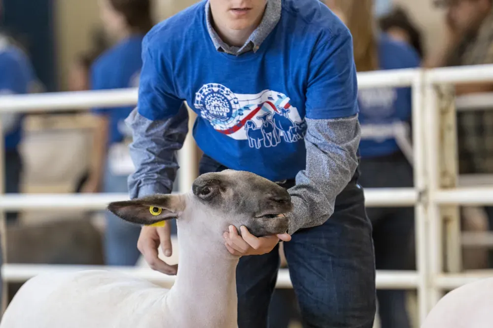 A sheep is held by its owner to be judged at the [Senior Sheep Showmanship contest](https://www.maraisdescygnes.k-state.edu/program-areas/4h-youth-development/youth-livestock/ksf-kansas-state-fair/) during the Kansas State Fair in Hutchinson, Kan. on Sept. 13, 2026. (Dale Grosbach for Citizen Journal)