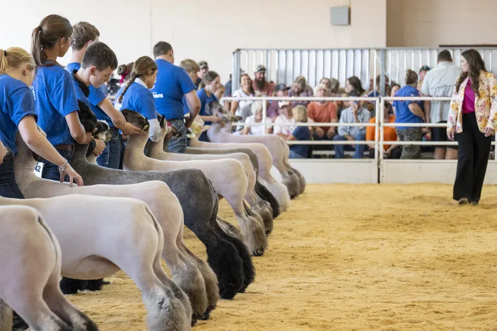 Contestants stand in a line with their sheep to be judged at the Kansas State Fair in Hutchinson, Kan. on Sept. 13, 2026. (Dale Grosbach for Citizen Journal)