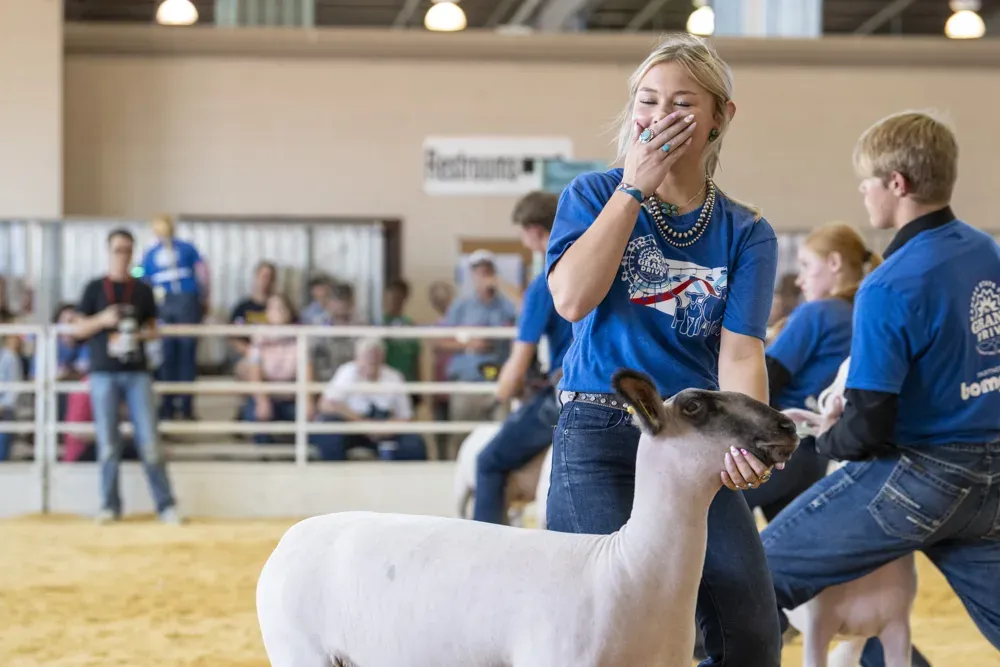 A sheep is held by its owner to be judged at the Senior Sheep Showmanship contest during the Kansas State Fair in Hutchinson, Kan. on Sept. 13, 2026. (Dale Grosbach for Citizen Journal)
