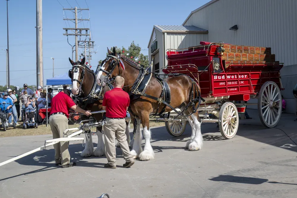 The Budweiser Clydesdales are hitched up to their carts at the Kansas State Fair in Hutchinson, Kan. on Sept. 16, 2026. The horses had been making their way around Kansas before landing at the Fair. (Dale Grosbach for Citizen Journal)