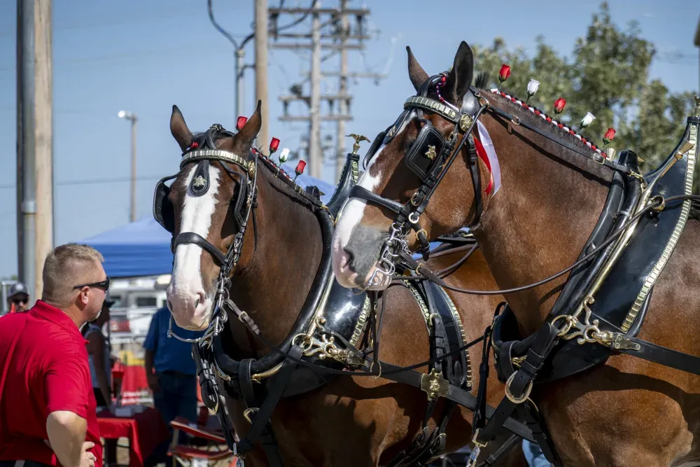 The Budweiser Clydesdales stare at one of their handlers at the Kansas State Fair in Hutchinson, Kan. on Sept. 16, 2026. (Dale Grosbach for Citizen Journal)