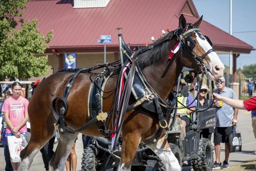 A member of the Budweiser Clydesdales is lead around by one of its trainers at the Kansas State Fair in Hutchinson, Kan. on Sept. 16, 2026. (Dale Grosbach for Citizen Journal)