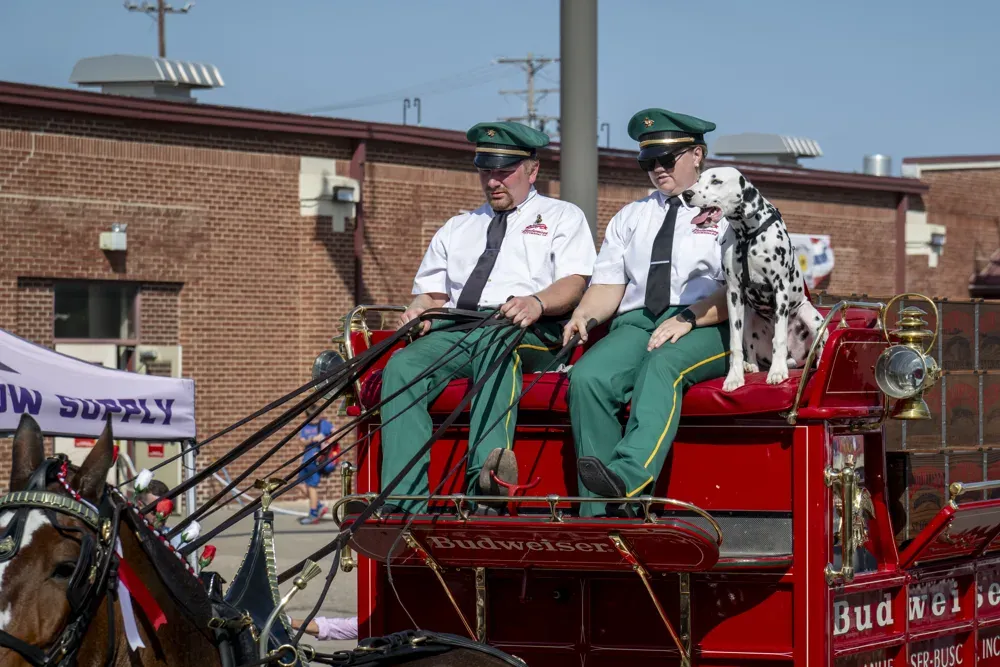 Drivers of the Budweiser Clydesdales ride on one of the carts at the Kansas State Fair in Hutchinson, Kan. on Sept. 16, 2026. (Dale Grosbach for Citizen Journal)