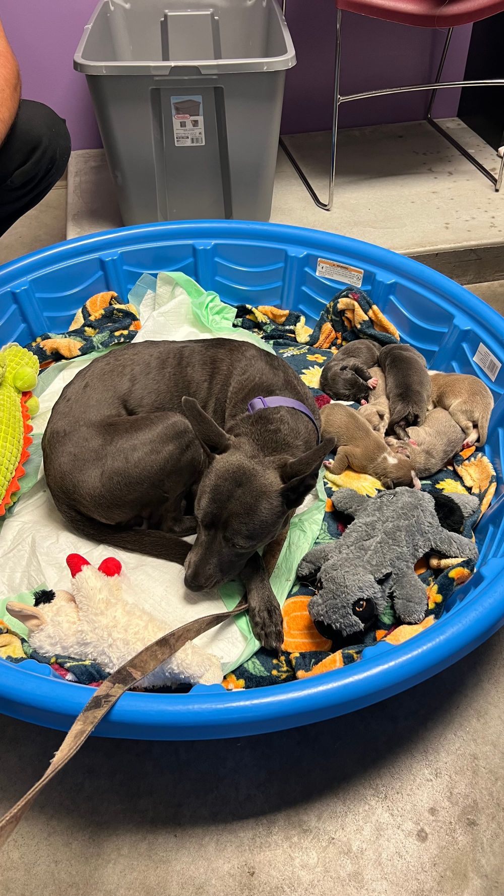 Six abandoned puppies reunited with mother as police pursue charges