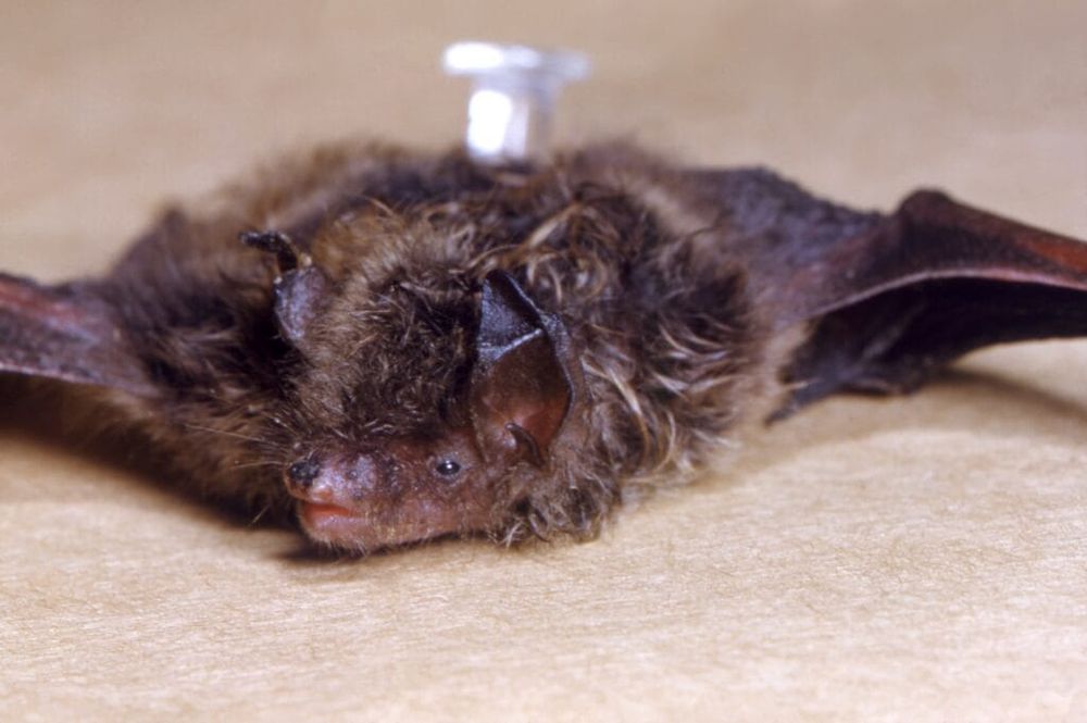 Kansans warned about increased rabies cases in bats and other animals
