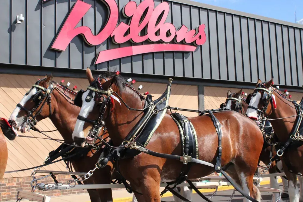 Budweiser Clydesdales Parade Down Main Street in McPherson