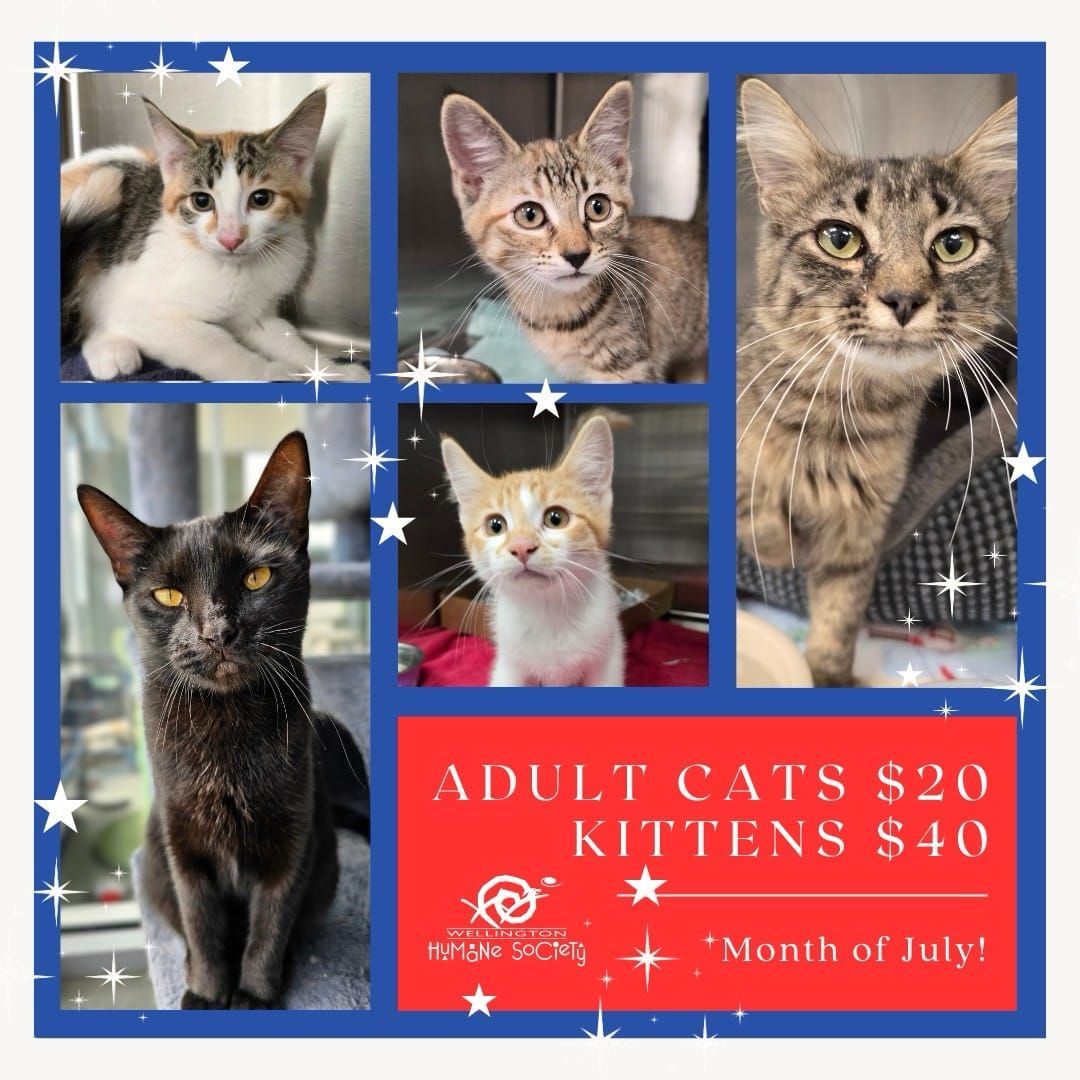 Wellington – Week of July 20 2025