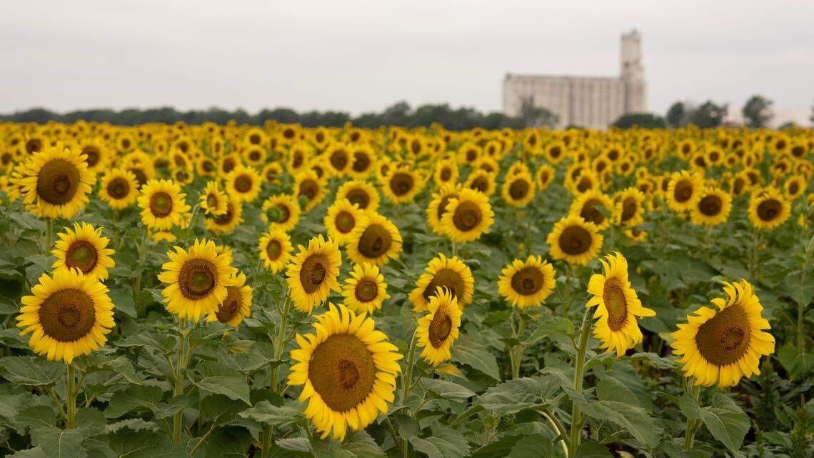 Top 5 Kansas news stories