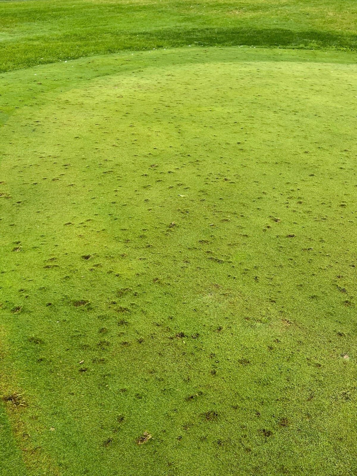 Turkey Creek Golf Course Seeks Volunteers After Hail Damage