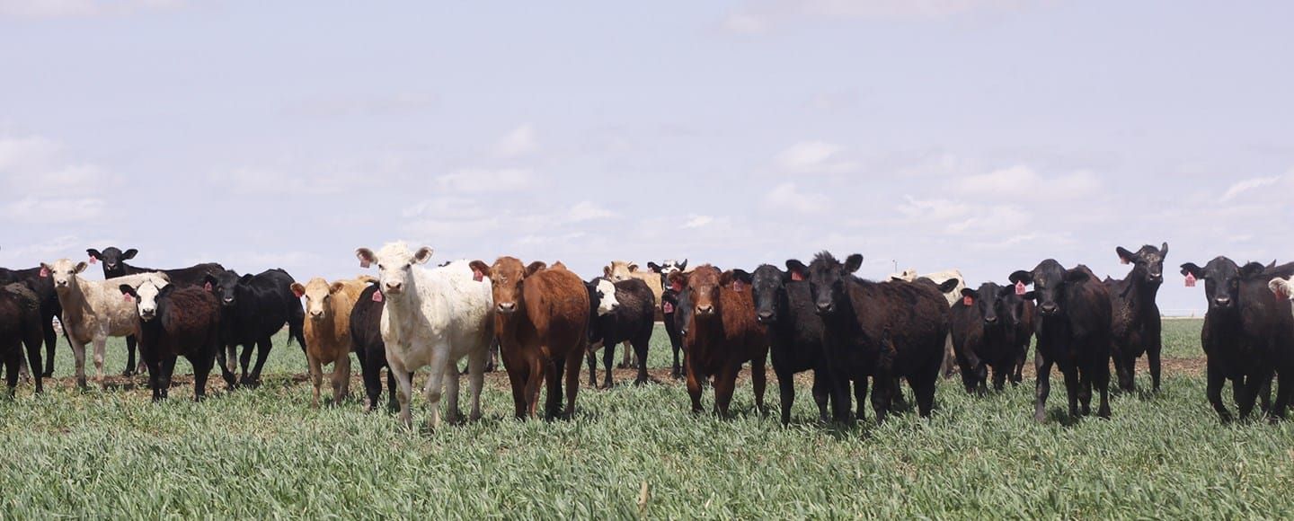 Kansas Livestock Association hosting annual convention in Manhattan