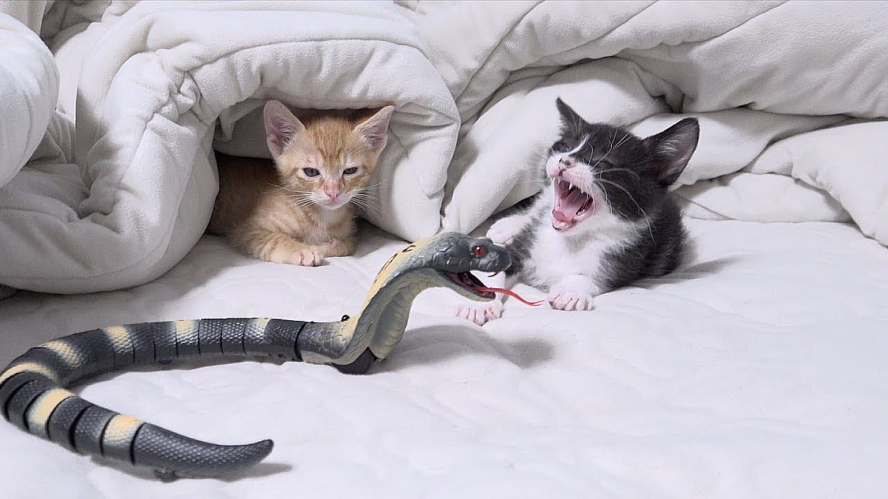 Hays Pet Owners Face March 1 Registration Deadline