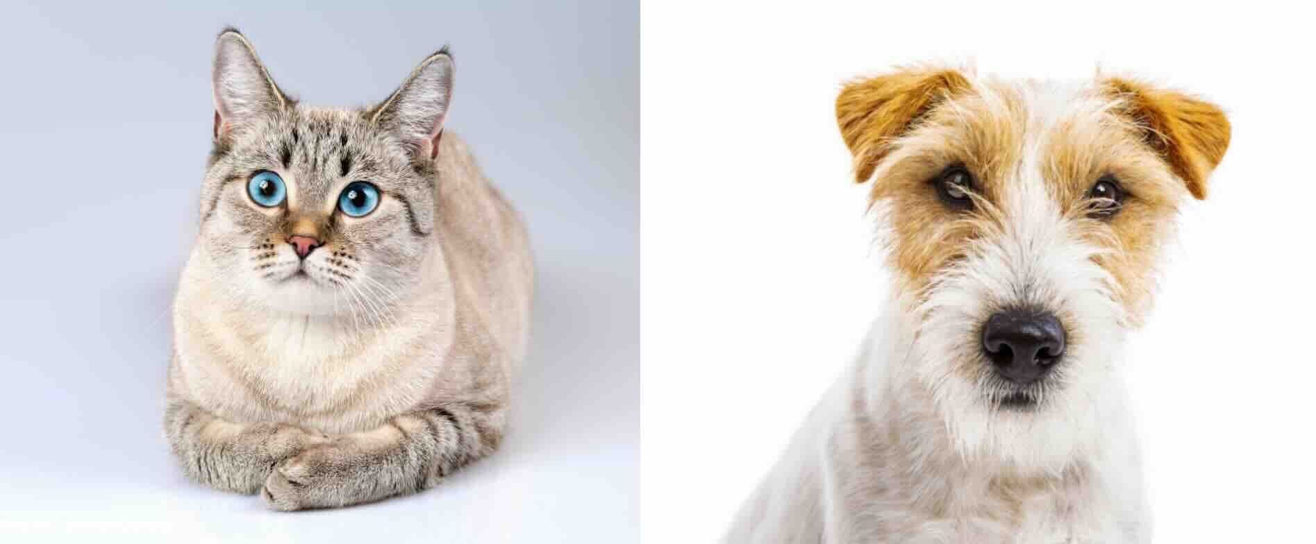 Salina animal control board to meet monthly amid public outcry, $60,000 shelter assessment