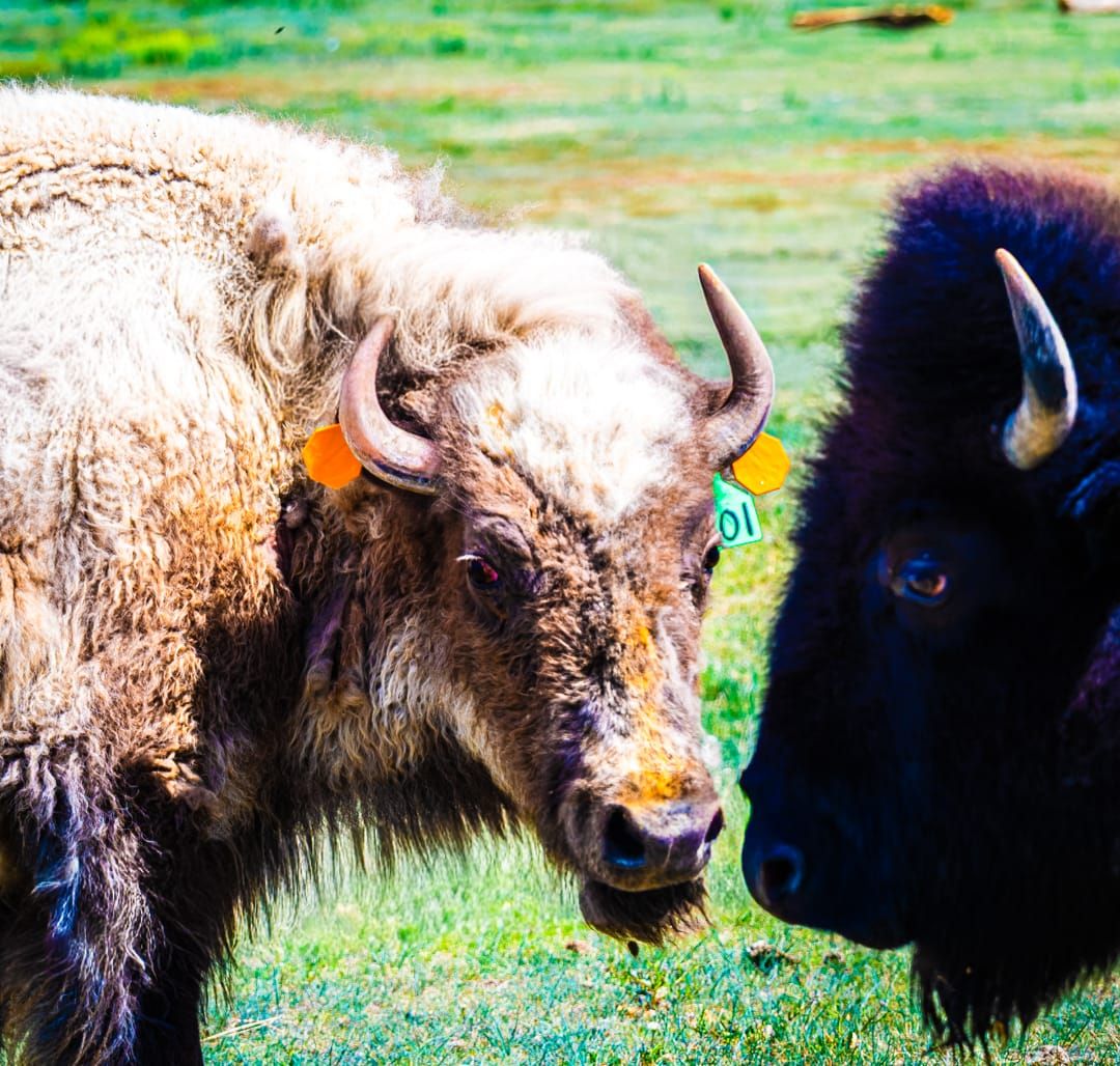 City of Hays Adds New Bison to Historic Frontier Park Herd