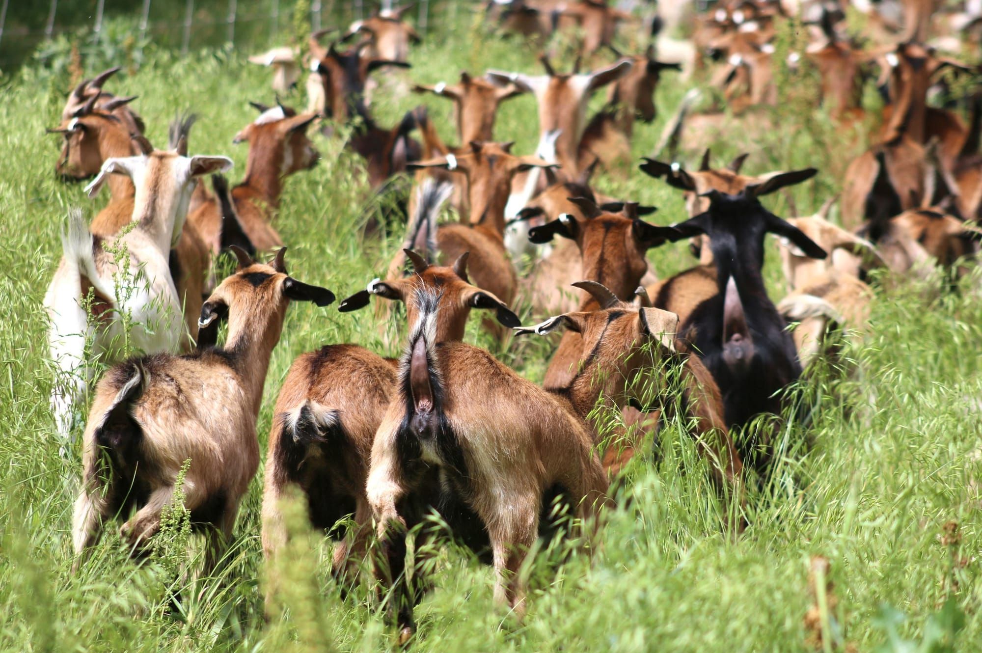 Goats report for groundskeeping duty at McPherson golf course