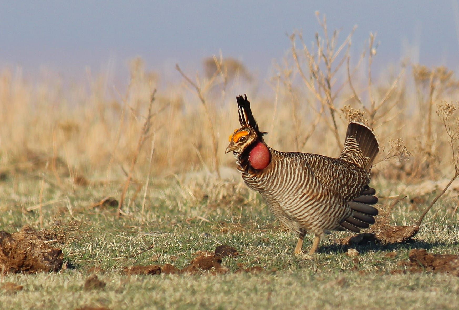 Top 5 Kansas news stories