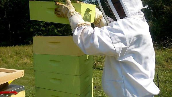 NAPA making stand for bees