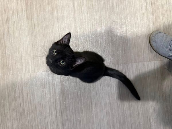 Kemmerer local news summary