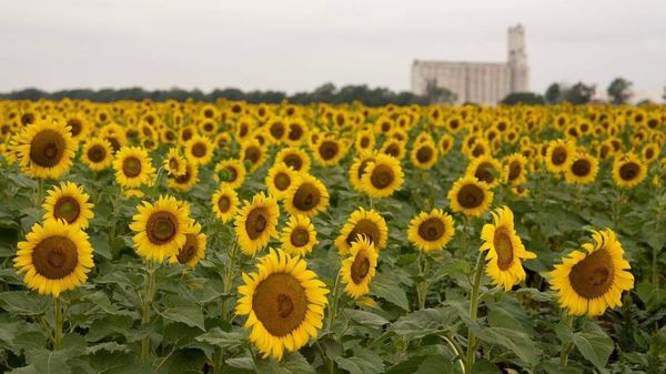 Top 5 Kansas news stories