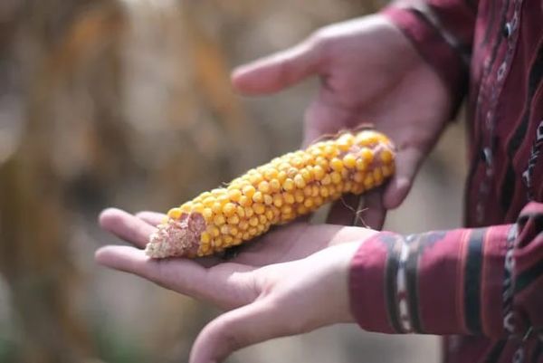 Top 5 Kansas news stories