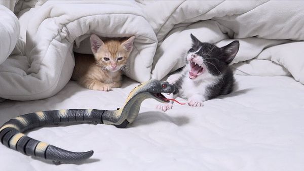 Hays Pet Owners Face March 1 Registration Deadline