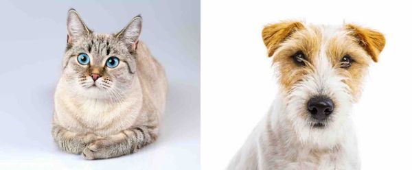 Salina animal control board to meet monthly amid public outcry, $60,000 shelter assessment