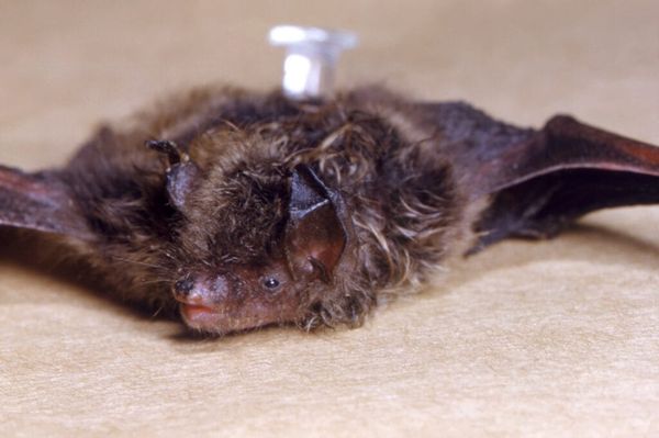 Kansans warned about increased rabies cases in bats and other animals