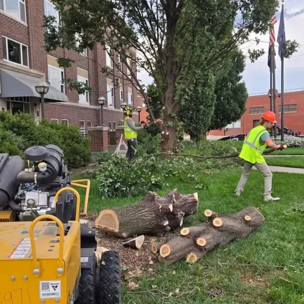 Newton removes aging trees, overgrown shrubs outside City Hall