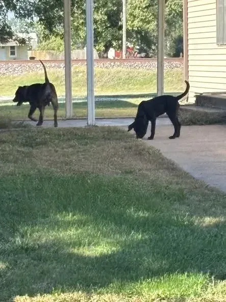 Canton reminds dog owners to register pets