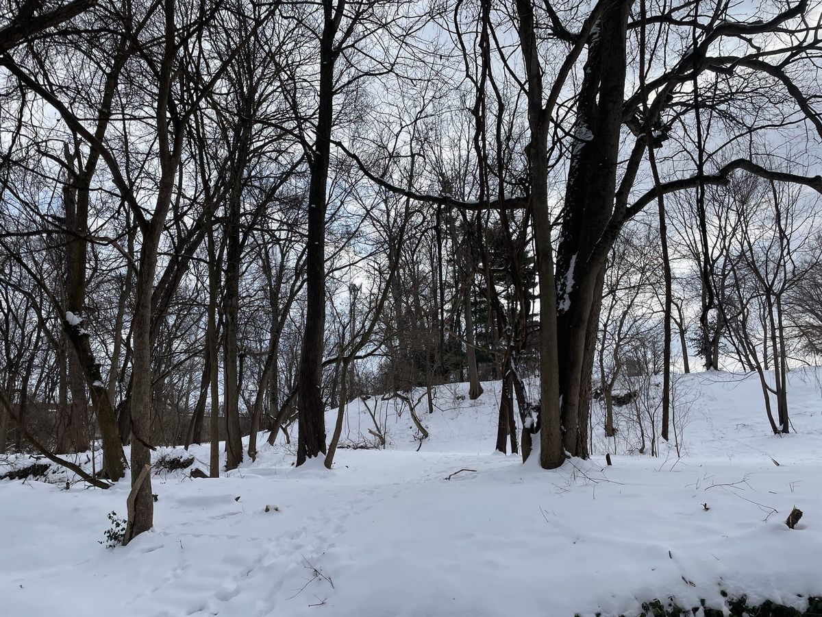 A picture of a forest in winter with snow on the ground.